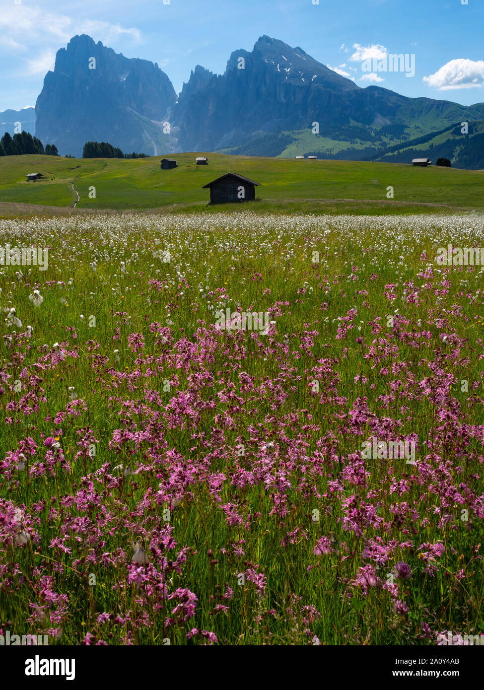 Siusi Dolomites plus grand plateau pré alpin dans les montagnes de l'Europe Groupe Langkofel en arrière-plan. Banque D'Images