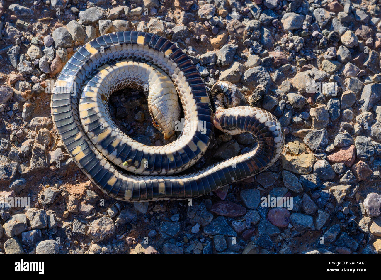 Mexican Couleuvre (Heterdon kennerlyi), Corralitos Ranch Road, Dona Anna Co., New Mexico, USA. Banque D'Images