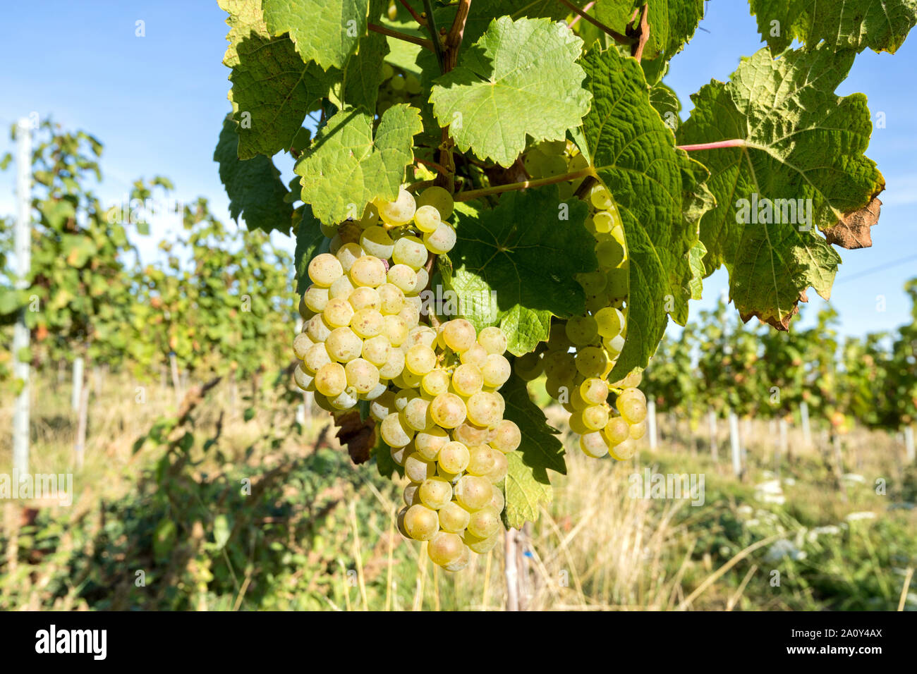 Le Riesling de raisins de vigne sur un vignoble en agriculture biologique Banque D'Images