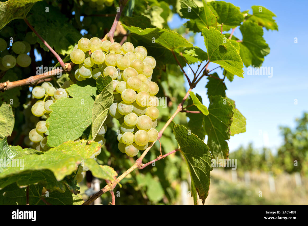 Le Riesling de raisins de vigne sur un vignoble en agriculture biologique Banque D'Images