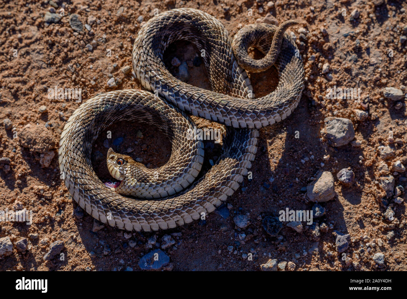 Mexican Couleuvre (Heterdon kennerlyi), Corralitos Ranch Road, Dona Anna Co., New Mexico, USA. Banque D'Images