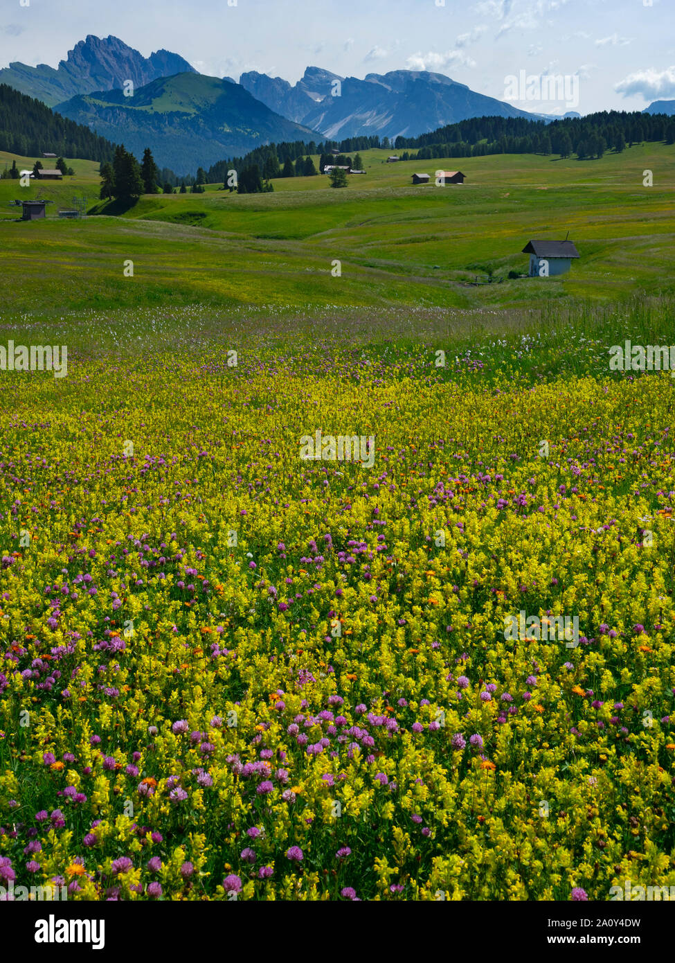 Siusi Dolomites plus grand plateau pré alpin dans les montagnes de l'Europe Groupe Langkofel en arrière-plan Banque D'Images