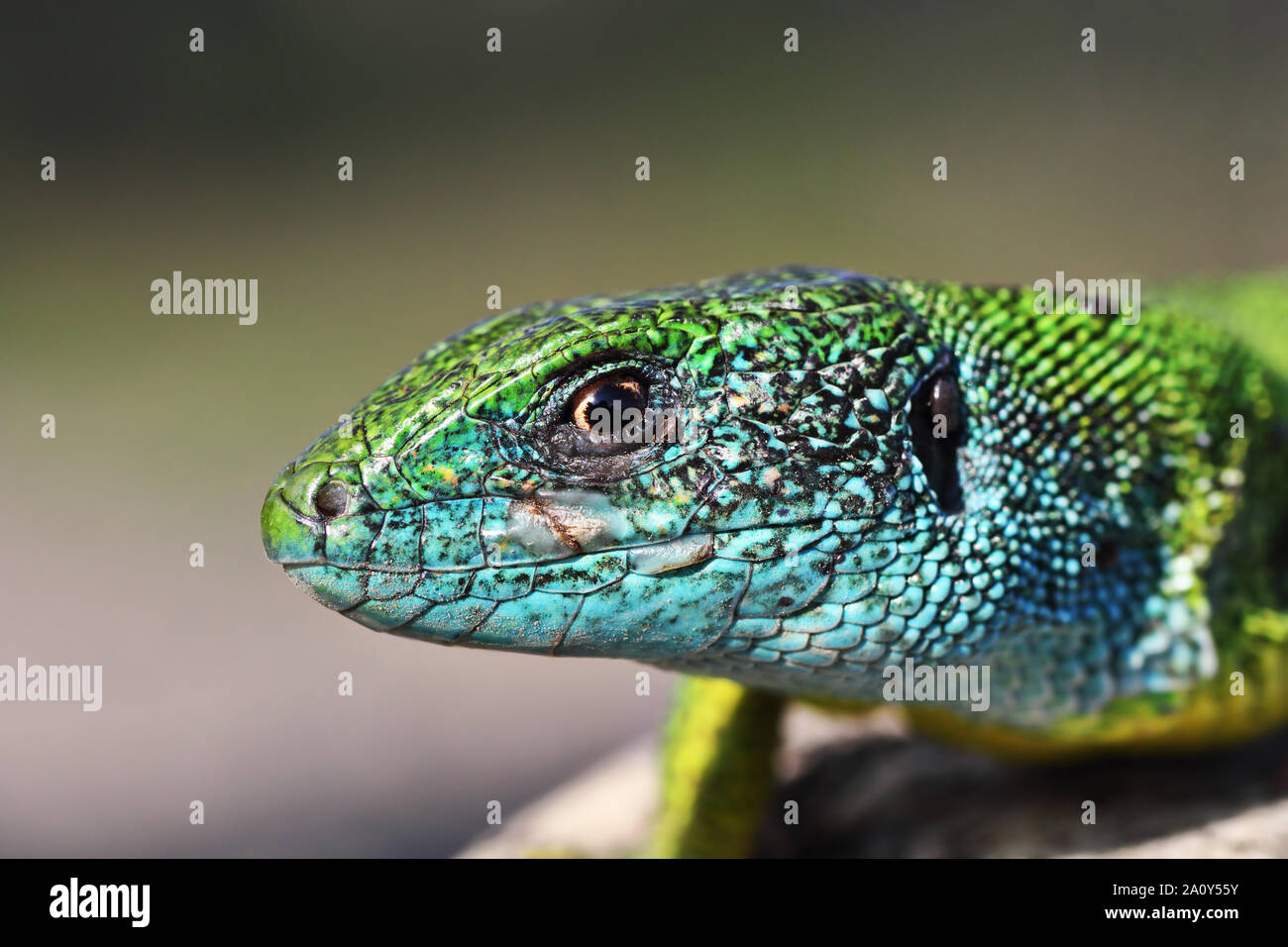Portrait de grand mâle lézard vert (Lacerta viridis ) Banque D'Images
