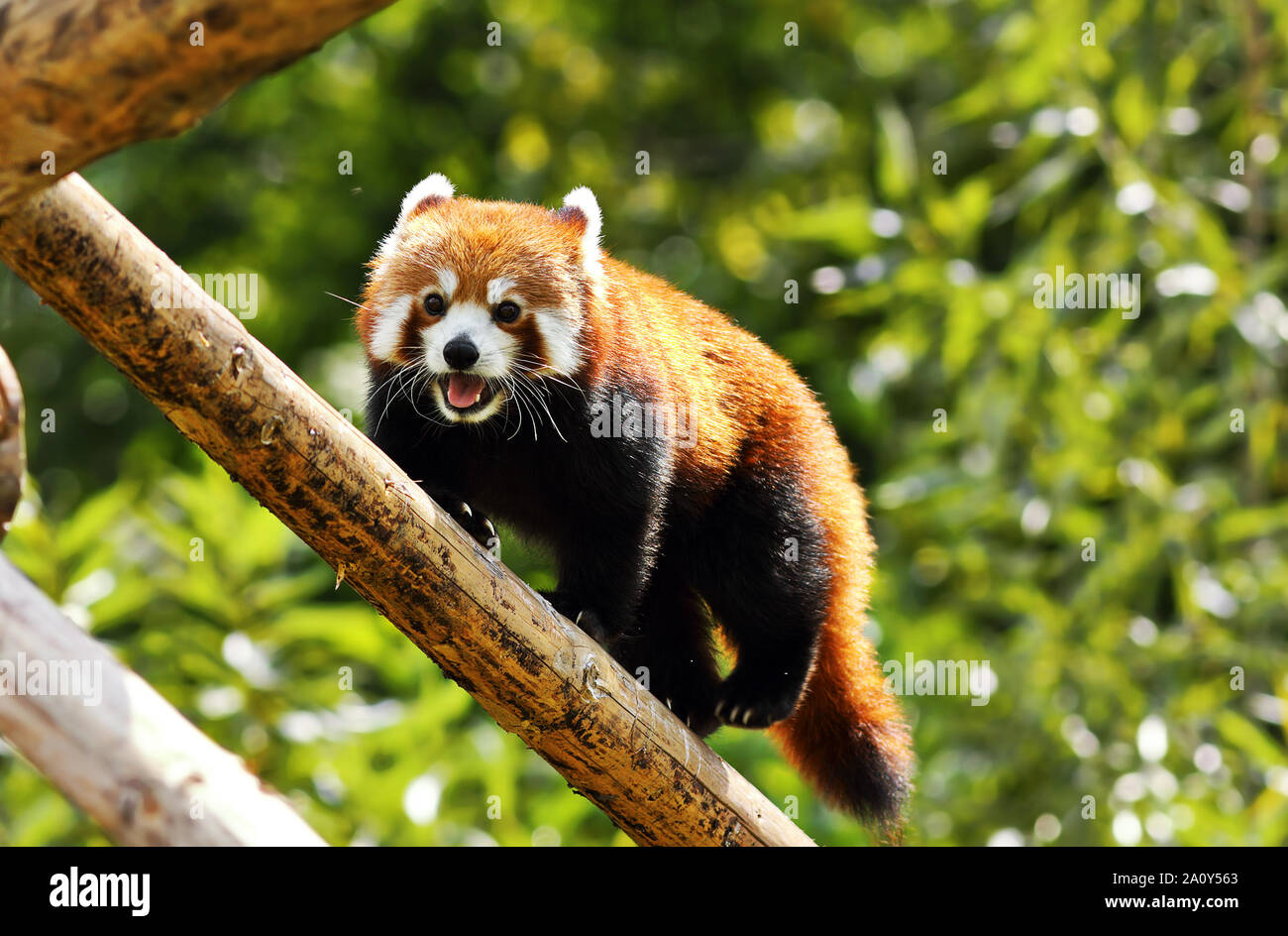 Le panda rouge haut clinbing ( Ailurus fulgens ) Banque D'Images