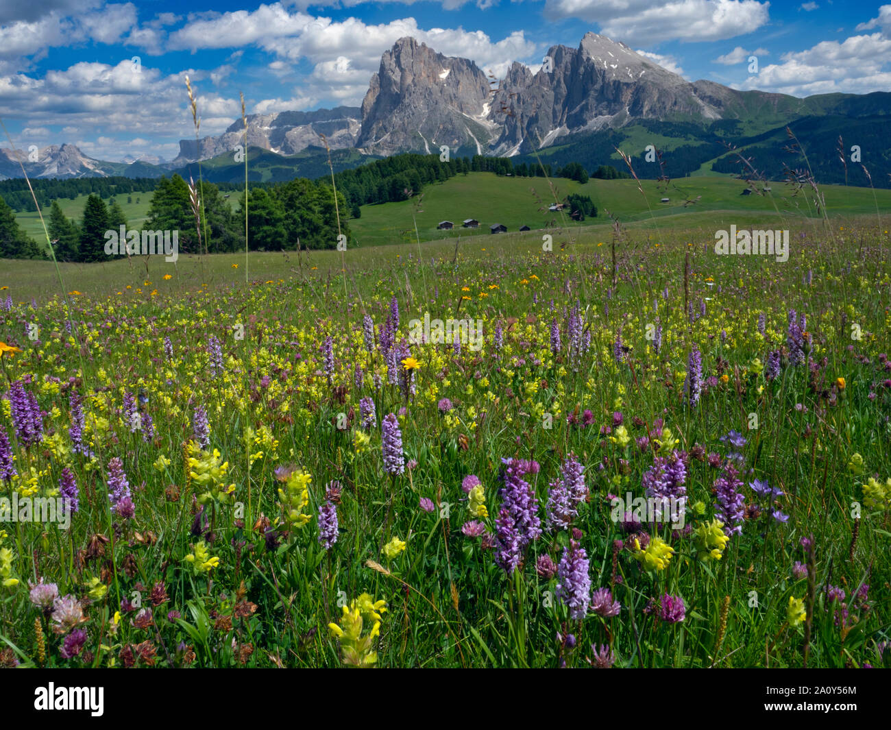 Siusi Dolomites plus grand plateau pré alpin dans les montagnes de l'Europe Groupe Langkofel en arrière-plan Banque D'Images
