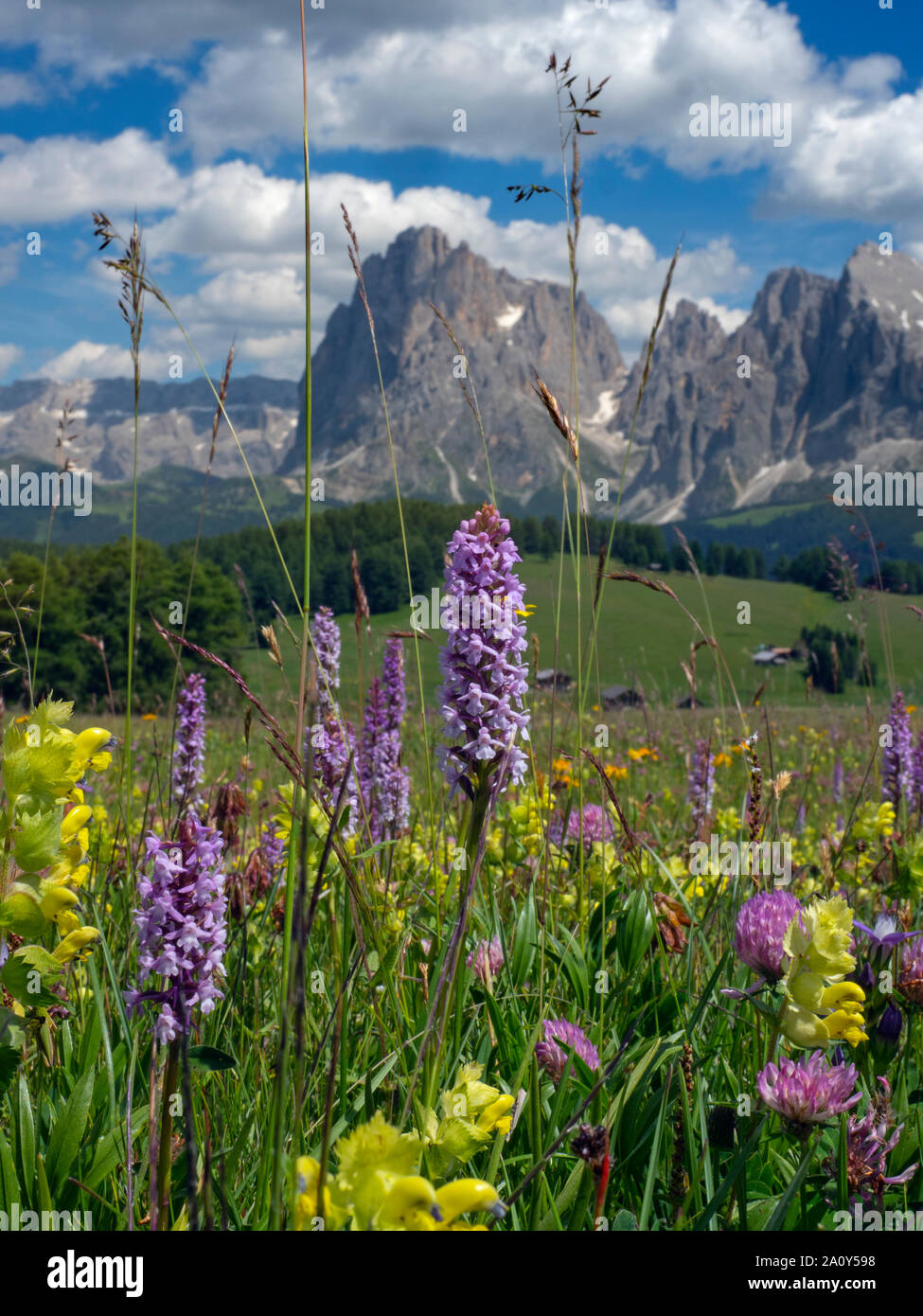 Siusi Dolomites plus grand plateau pré alpin dans les montagnes de l'Europe Groupe Langkofel en arrière-plan Banque D'Images