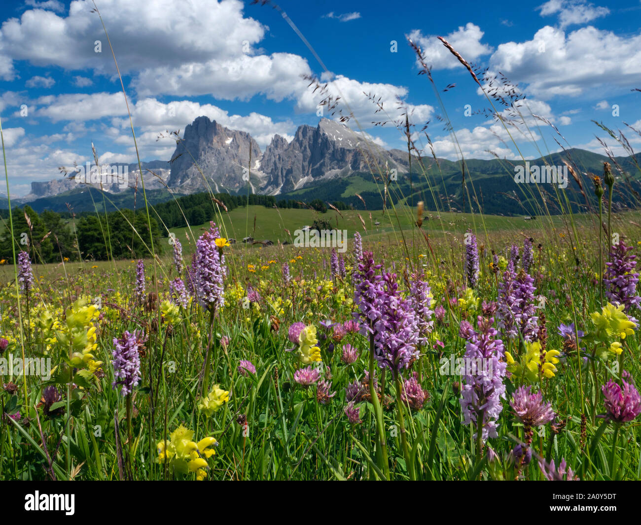 Siusi Dolomites plus grand plateau pré alpin dans les montagnes de l'Europe Groupe Langkofel en arrière-plan. Banque D'Images