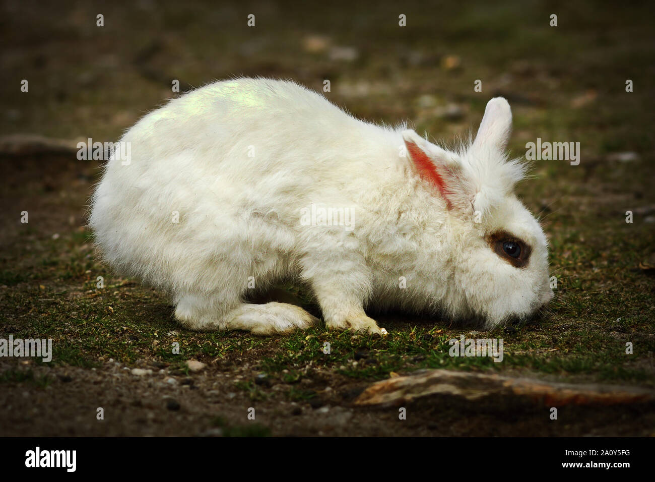 Jeune lapin blanc en quête de nourriture dans la cour de ferme Banque D'Images