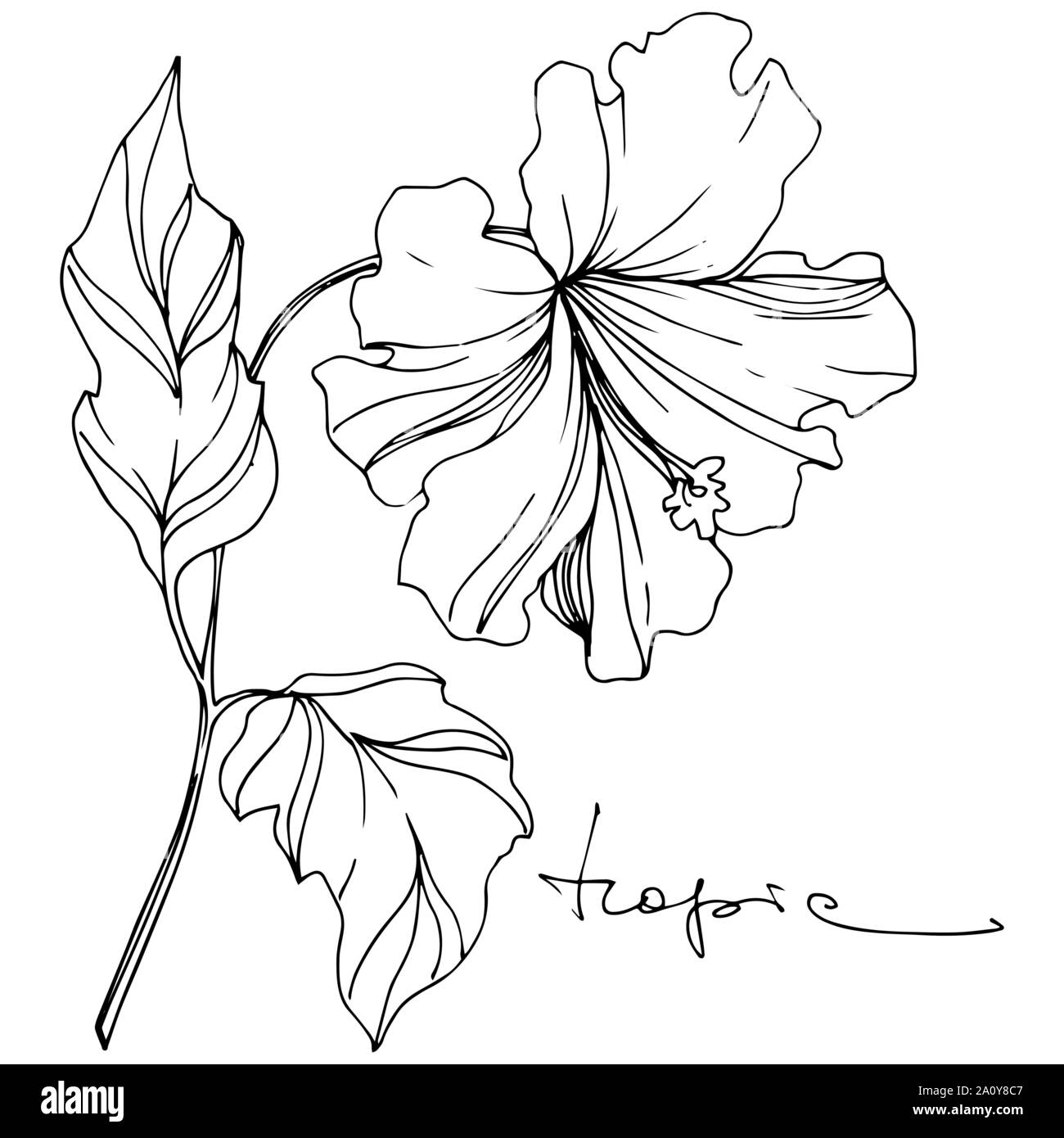 Vector floral fleur botanique tropicale. Hawaiian tropical exotique de l'été. Gravée en noir et blanc L'art de l'encre sur l'élément isolé fleurs illustration w Illustration de Vecteur