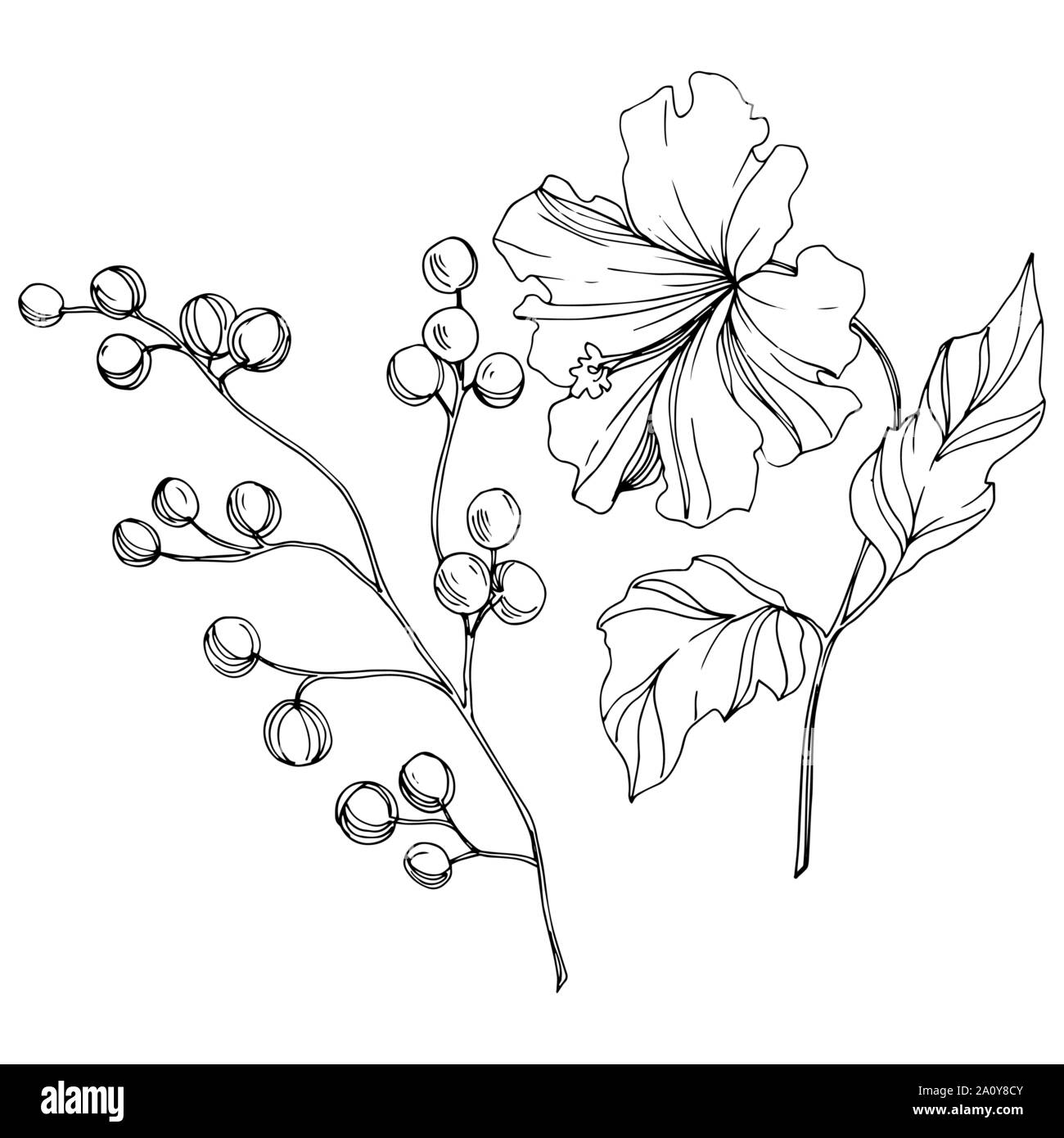 Vector floral fleur botanique tropicale. Hawaiian tropical exotique de l'été. Gravée en noir et blanc L'art de l'encre sur l'élément isolé fleurs illustration w Illustration de Vecteur