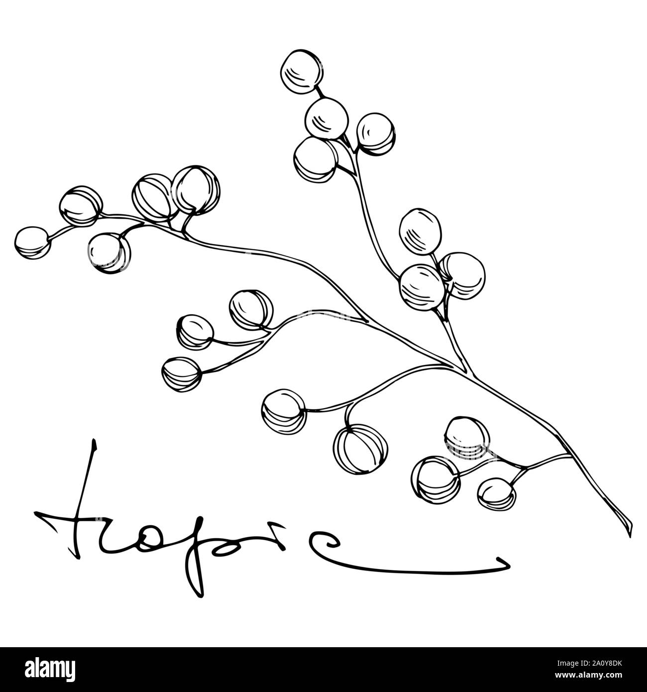 Vector floral fleur botanique tropicale. Hawaiian tropical exotique de l'été. Gravée en noir et blanc L'art de l'encre sur l'élément isolé fleurs illustration w Illustration de Vecteur