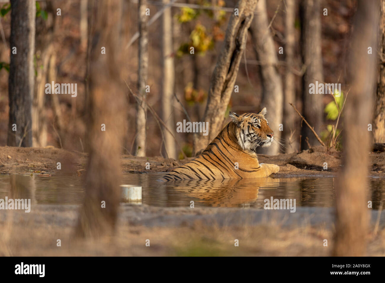 Tigre du Bengale Royal ou Panthera tigris Tigris près de l'eau à Pench Parc National, l'Inde Banque D'Images