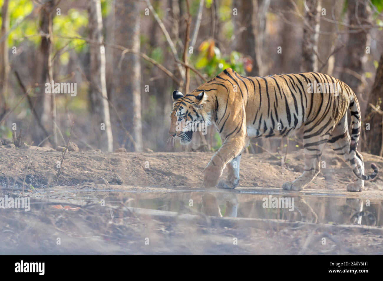 Tigre du Bengale Royal ou Panthera tigris Tigris près de l'eau à Pench Parc National, l'Inde Banque D'Images