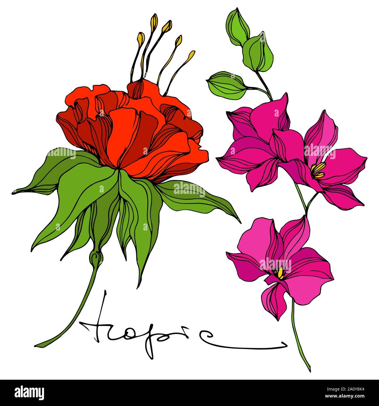 Vector floral fleur botanique tropicale. Hawaiian tropical exotique de l'été. L'art d'encre gravée fleurs isolées de l'élément d'illustration. Illustration de Vecteur