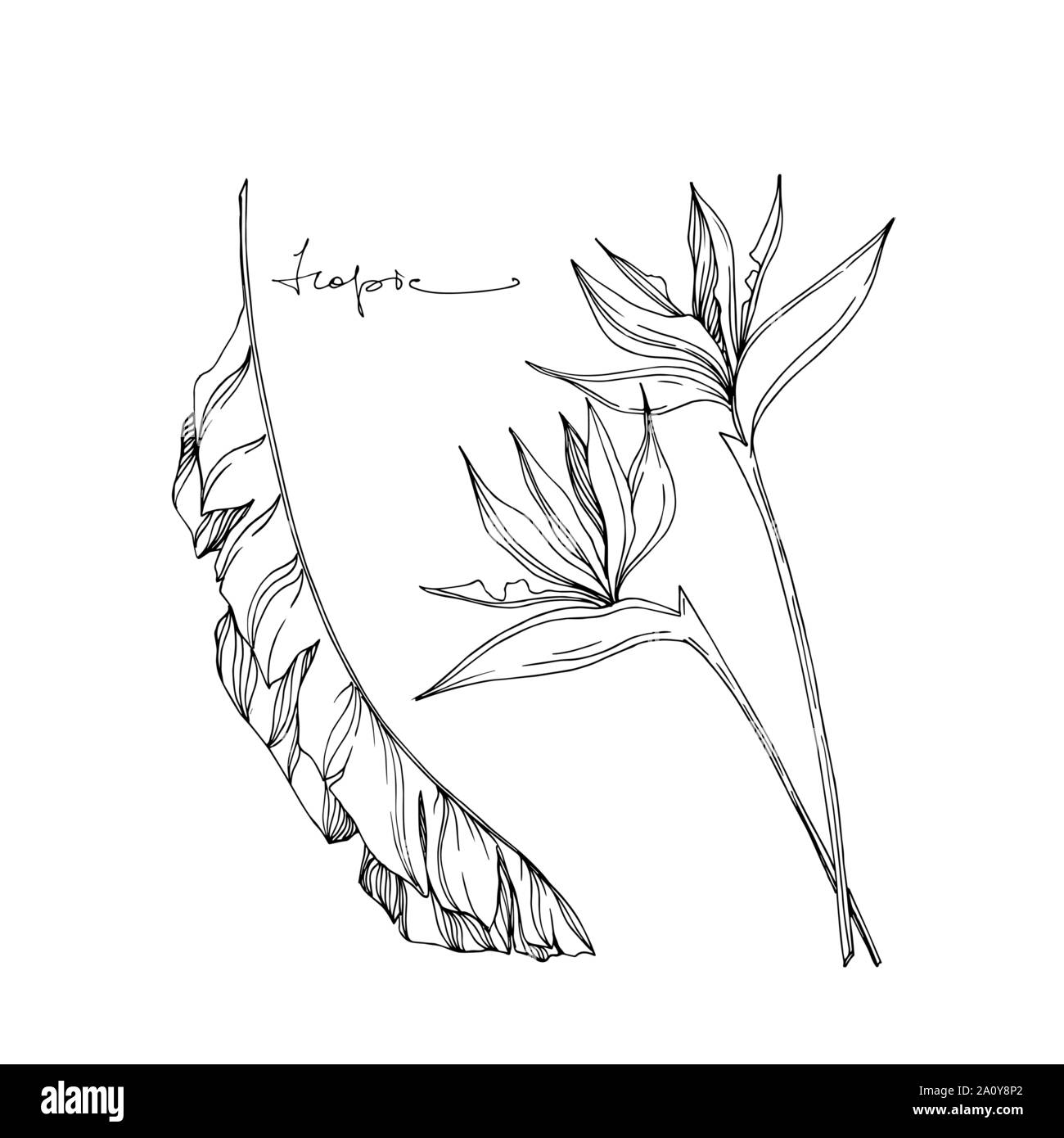 Vector floral fleurs botanique tropicale. Lame de ressort sauvages isolés de fleurs sauvages. L'encre noir et blanc gravé de fleurs élément illustration isolé art. Illustration de Vecteur