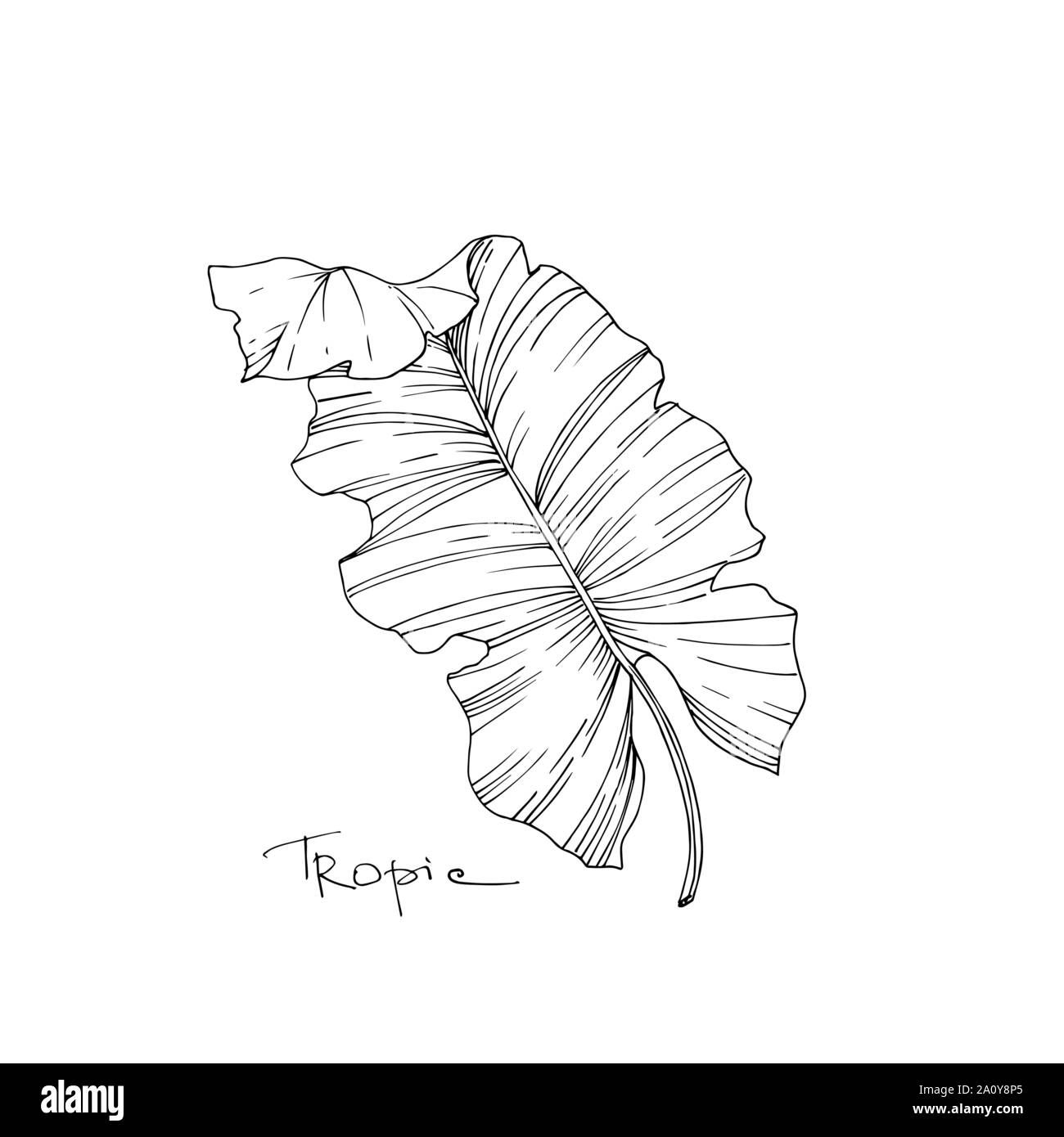 Hawaiian tropical exotique de vecteur de l'été. Palm Beach de feuilles d'arbres jungle botanique. Gravée en noir et blanc L'art d'encre feuilles isolées illustration elemen Illustration de Vecteur