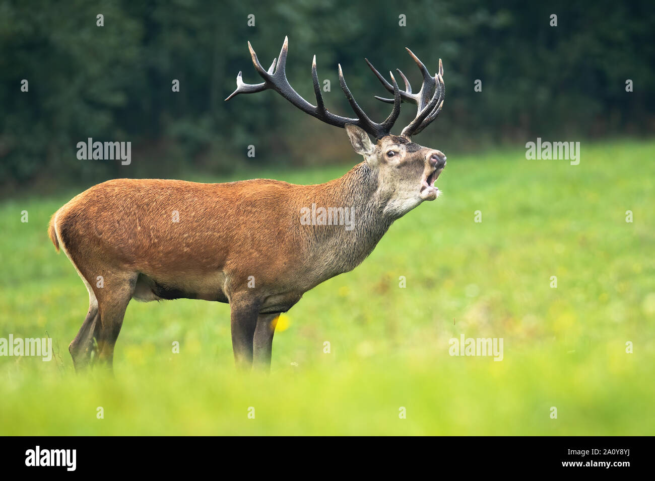 Red Deer stag avec roaring sur un pré vert en rut Banque D'Images
