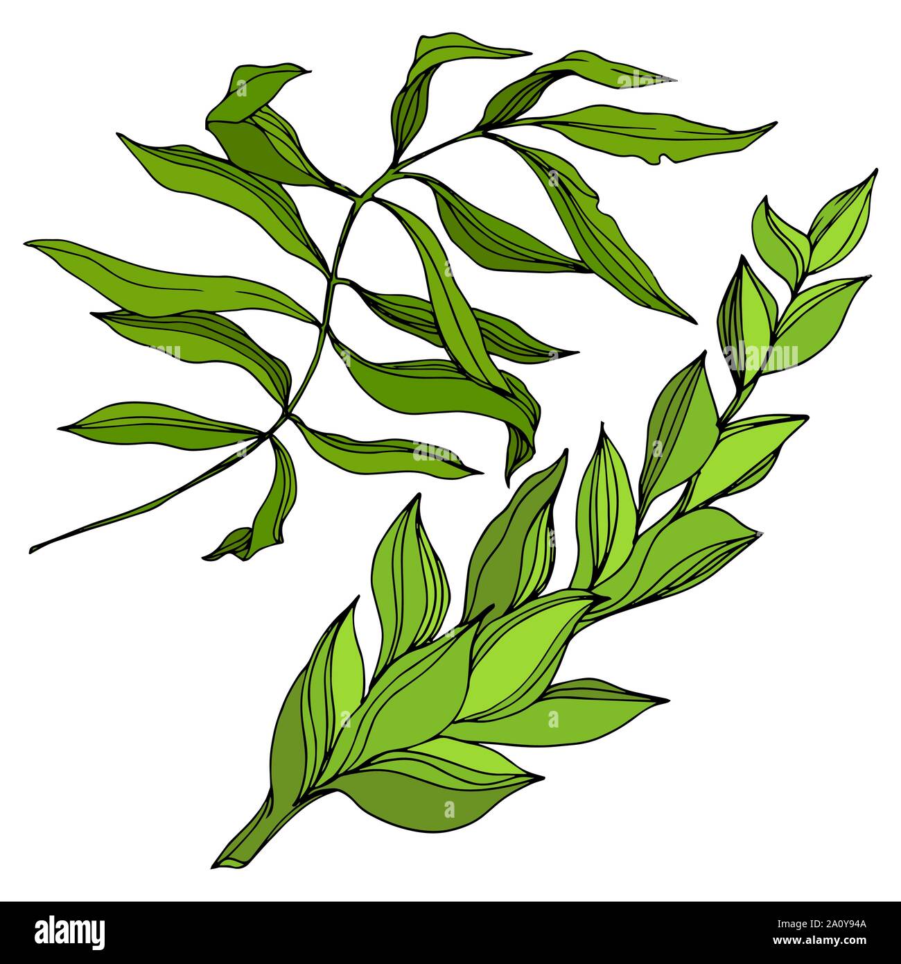 Feuilles de palmier tropical vecteur. Hawaiian tropical exotique de l'été. Palm Beach de feuilles d'arbres jungle botanique. L'art d'encre gravée fleurs illustration isolé Illustration de Vecteur