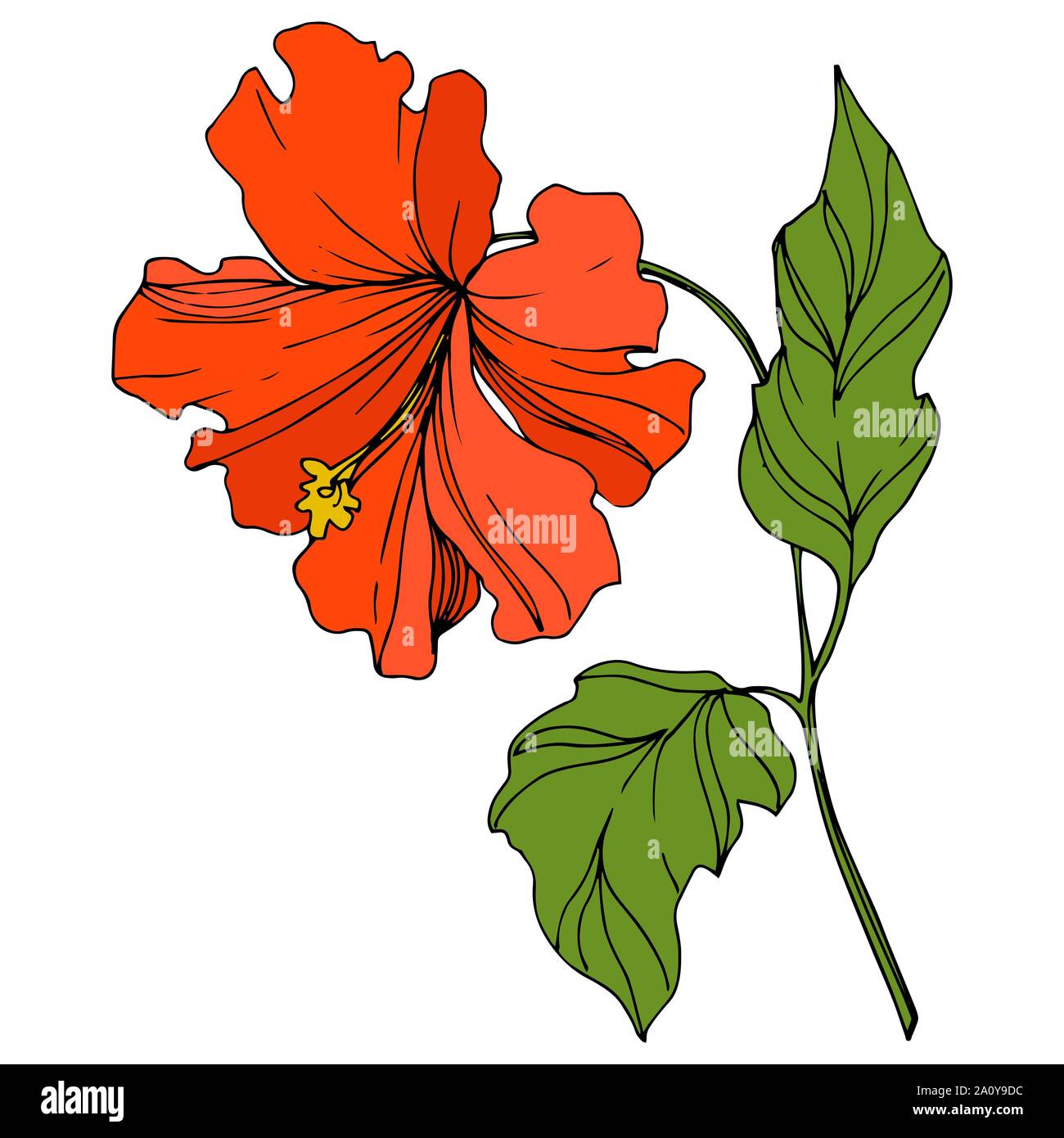 Vector floral fleur botanique tropicale. Hawaiian tropical exotique de l'été. L'art d'encre gravée fleurs isolées de l'élément d'illustration. Illustration de Vecteur