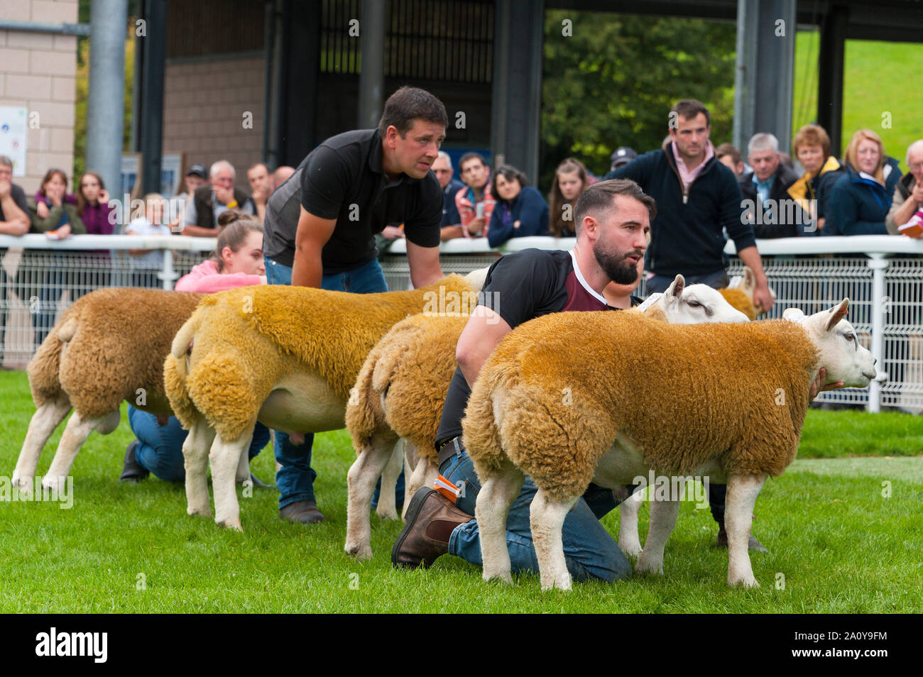 Llanelwedd, Powys, au Royaume-Uni. 22 septembre 2019. A en juger de Texel et béliers Charollais a lieu la veille de la NSA (National Sheep Association) Wales & Border Ram Vente à la Royal Welsh Showground dans Powys, Pays de Galles, Royaume-Uni. Deux ans de galles & Border Ram Ventes sont tenues chaque année : un début en août et le principal d'entre eux en septembre. Autour de 4 500 races de béliers sur 30 seront en vente. © Graham M. Lawrence/Alamy Live News Banque D'Images