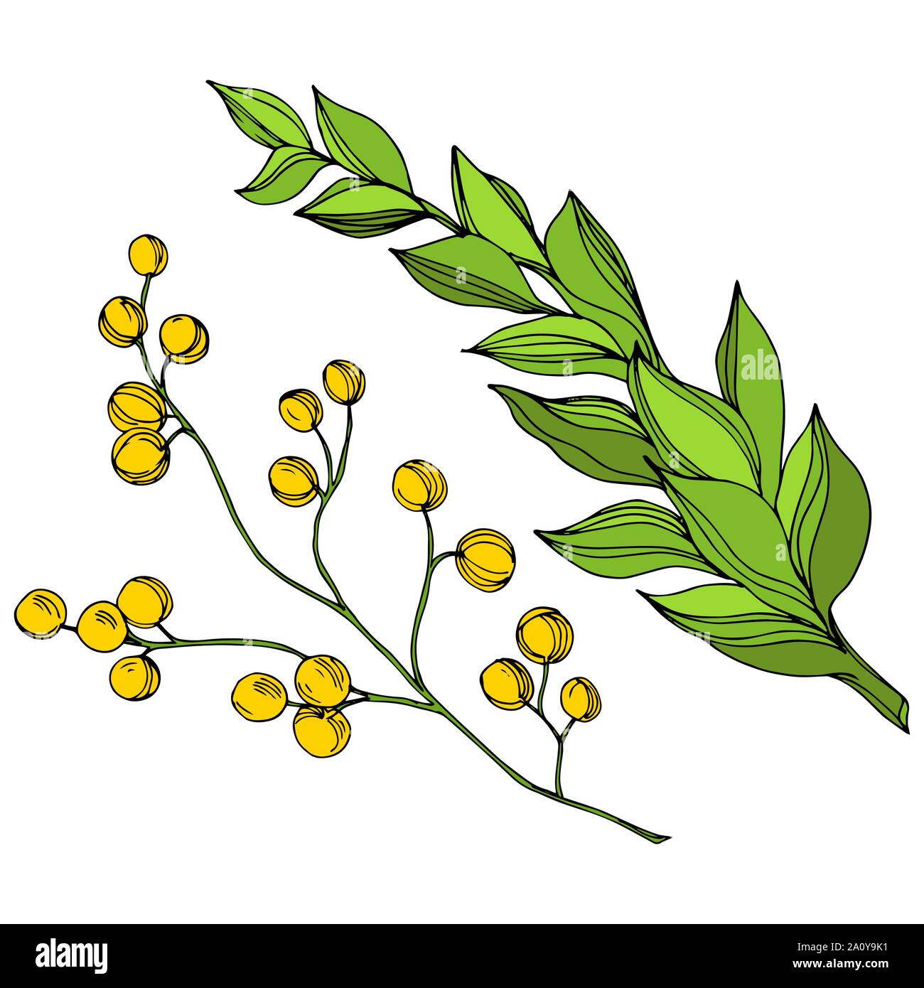 Vector floral fleur botanique tropicale. Hawaiian tropical exotique de l'été. L'art d'encre gravée fleurs isolées de l'élément d'illustration. Illustration de Vecteur