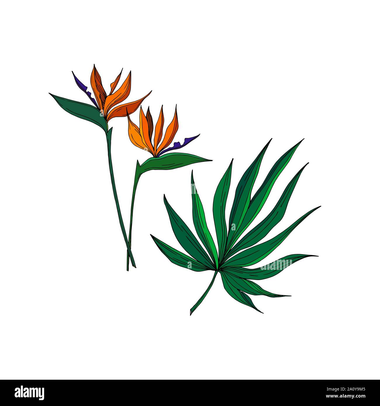 Vector floral fleurs botanique tropicale. Lame de ressort sauvages isolés de fleurs sauvages. L'encre noir et blanc gravé de fleurs élément illustration isolé art. Illustration de Vecteur