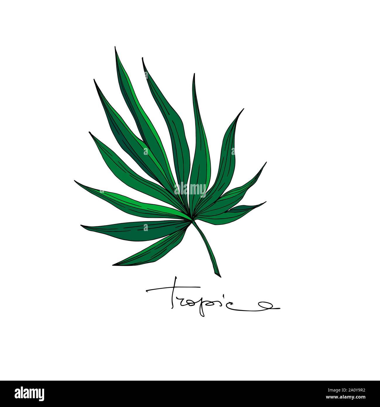 Hawaiian tropical exotique de vecteur de l'été. Palm Beach de feuilles d'arbres jungle botanique. Gravée en noir et blanc L'art d'encre feuilles isolées illustration elemen Illustration de Vecteur