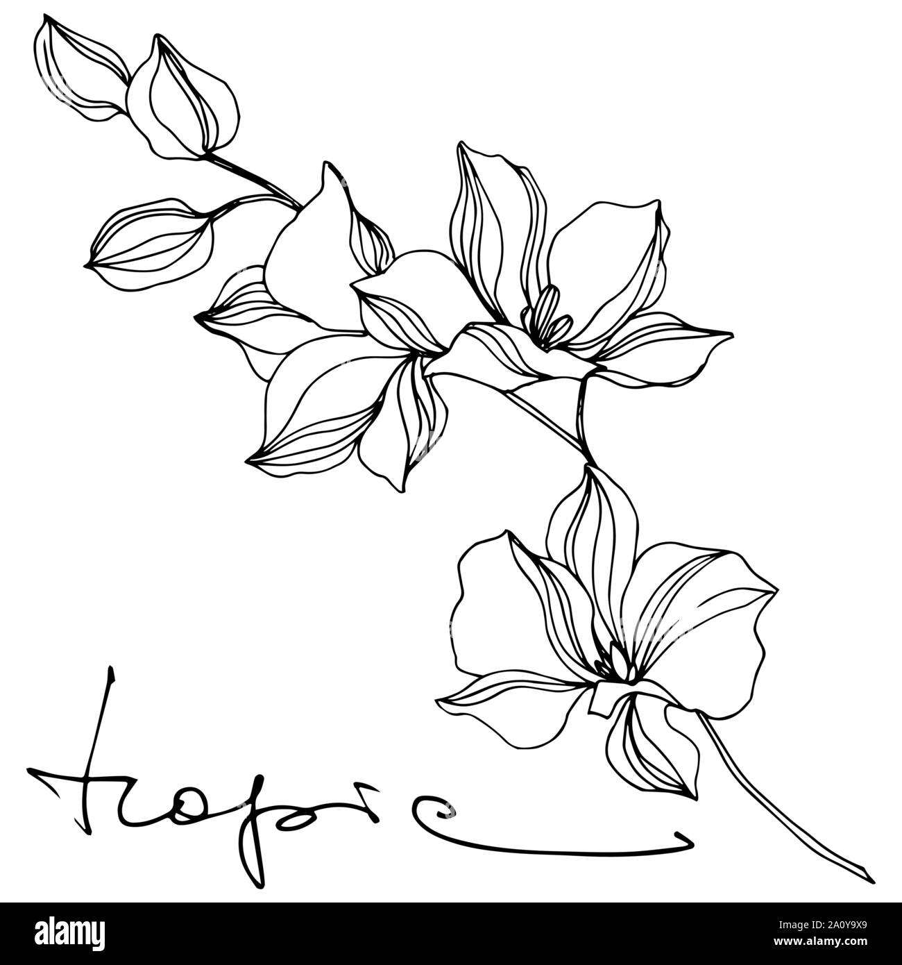 Vector floral fleur botanique tropicale. Hawaiian tropical exotique de l'été. Gravée en noir et blanc L'art de l'encre sur l'élément isolé fleurs illustration w Illustration de Vecteur