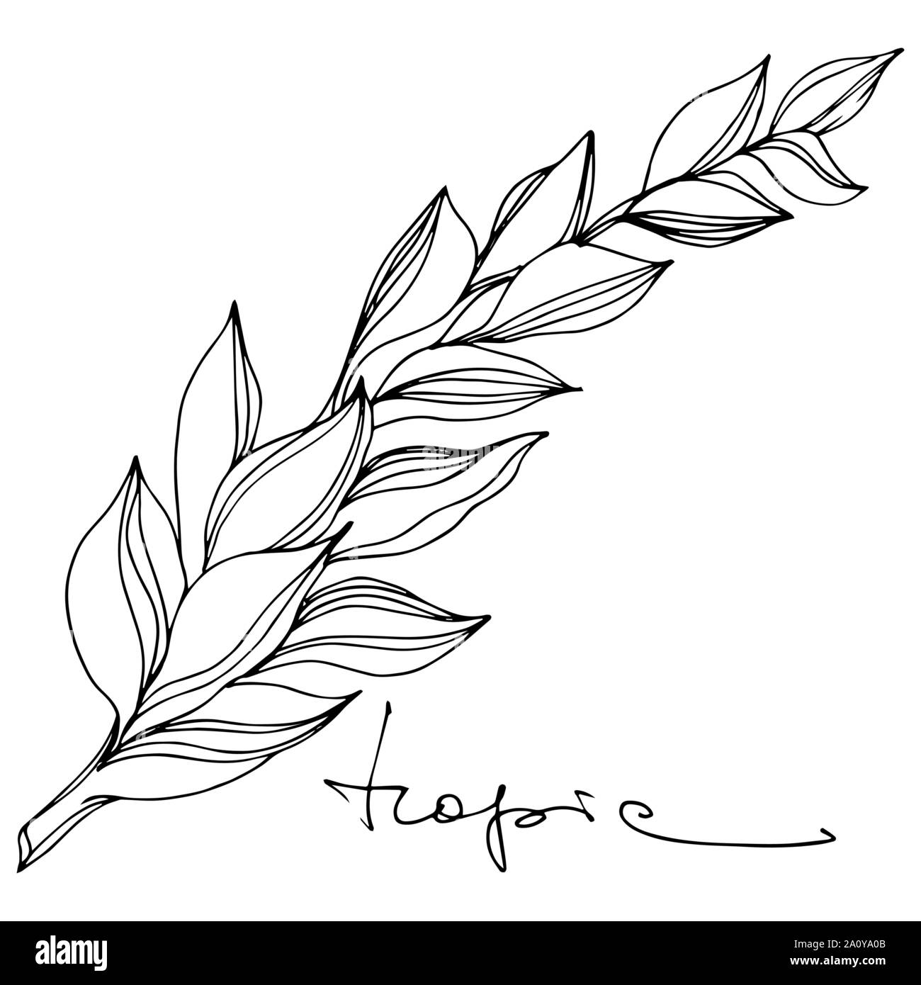 Feuilles de palmier tropical vecteur. Hawaiian tropical exotique de l'été. Palm Beach de feuilles d'arbres jungle botanique. Noir et blanc Encre gravée flux isolés art. Illustration de Vecteur