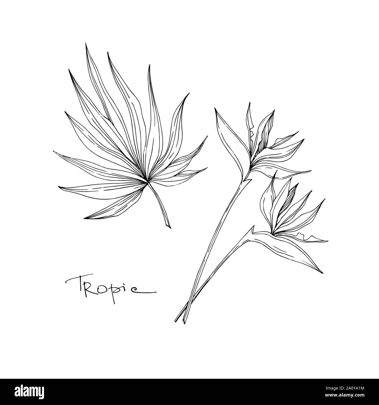 Vector floral fleurs botanique tropicale. Lame de ressort sauvages isolés de fleurs sauvages. L'encre noir et blanc gravé de fleurs élément illustration isolé art. Illustration de Vecteur
