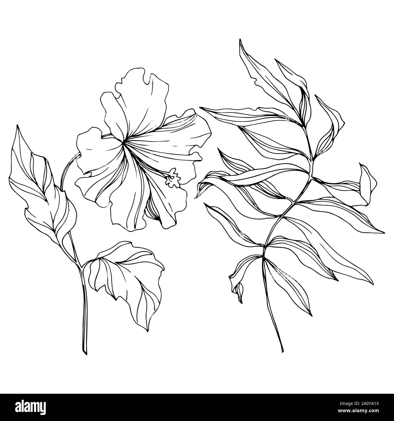 Vector floral fleur botanique tropicale. Hawaiian tropical exotique de l'été. Gravée en noir et blanc L'art de l'encre sur l'élément isolé fleurs illustration w Illustration de Vecteur