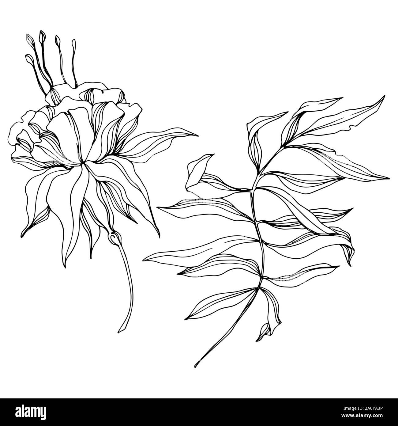 Vector floral fleur botanique tropicale. Hawaiian tropical exotique de l'été. Gravée en noir et blanc L'art de l'encre sur l'élément isolé fleurs illustration w Illustration de Vecteur