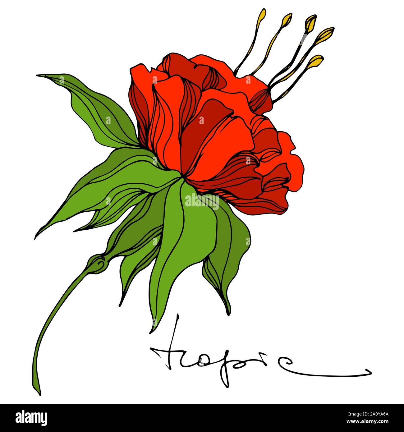 Vector floral fleur botanique tropicale. Hawaiian tropical exotique de l'été. L'art d'encre gravée fleurs isolées de l'élément d'illustration. Illustration de Vecteur