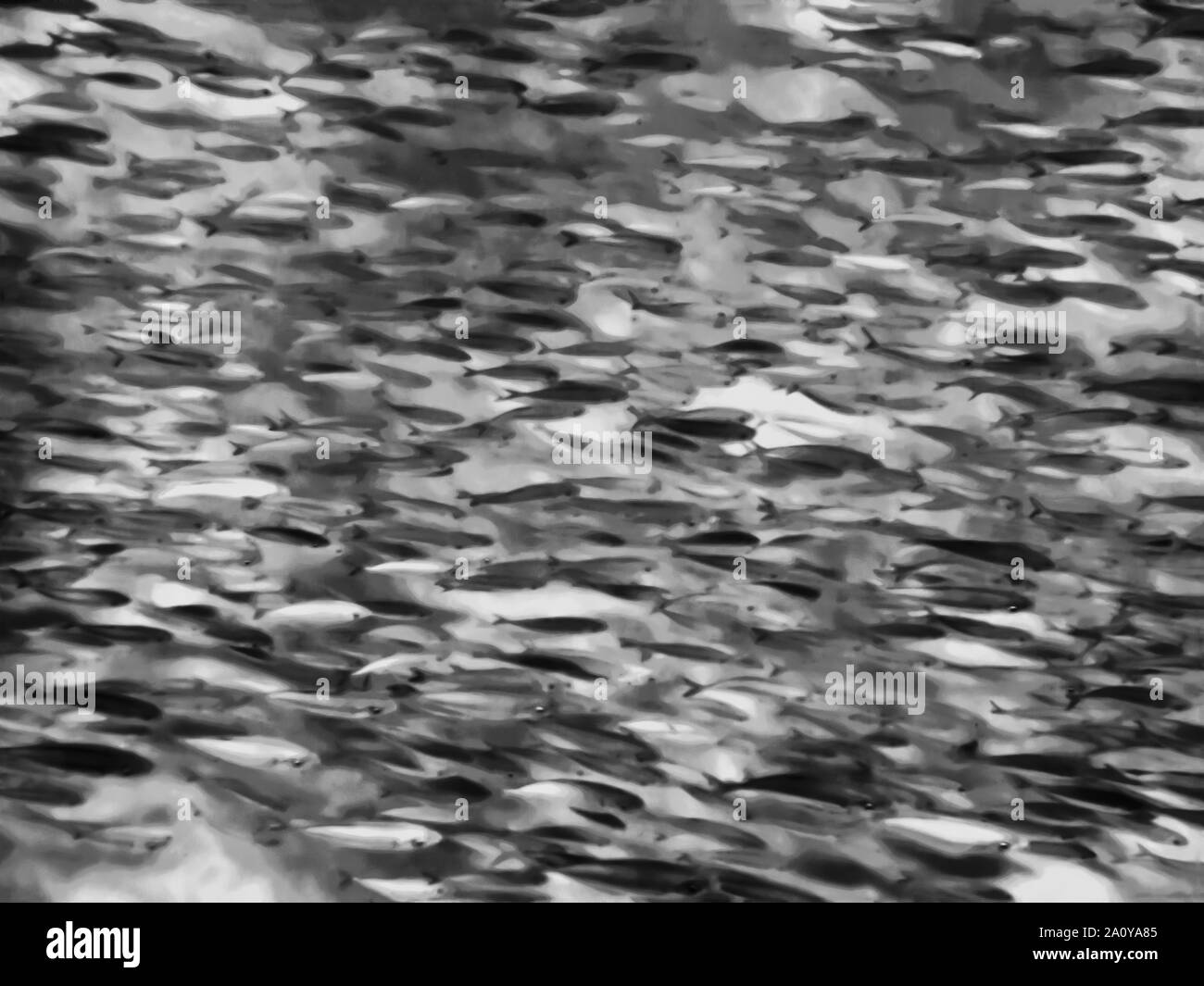 Image plein cadre noir et blanc de l'école des poissons tropicaux. Soft et artistique de photo sous-marine. Banque D'Images