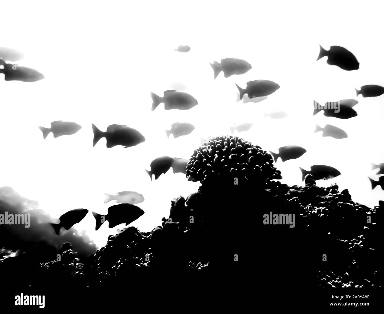 Abstract black silhouetté school de poissons tropicaux sur fond blanc avec une seule tête de corail. Banque D'Images