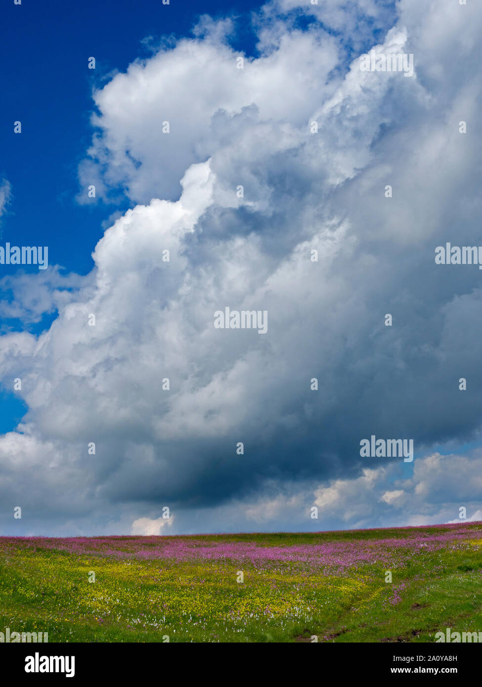 Siusi Dolomites plus grand plateau pré alpin en Europe . Ragged Robin et autres fleurs sauvages et graminées coton Banque D'Images