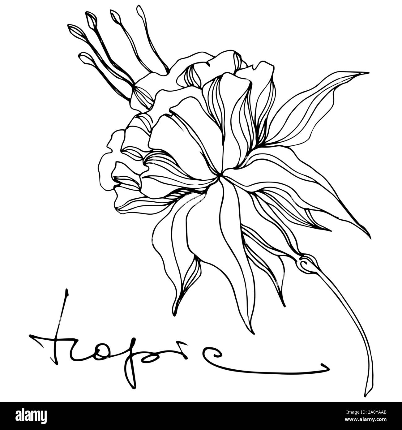 Vector floral fleur botanique tropicale. Hawaiian tropical exotique de l'été. Gravée en noir et blanc L'art de l'encre sur l'élément isolé fleurs illustration w Illustration de Vecteur