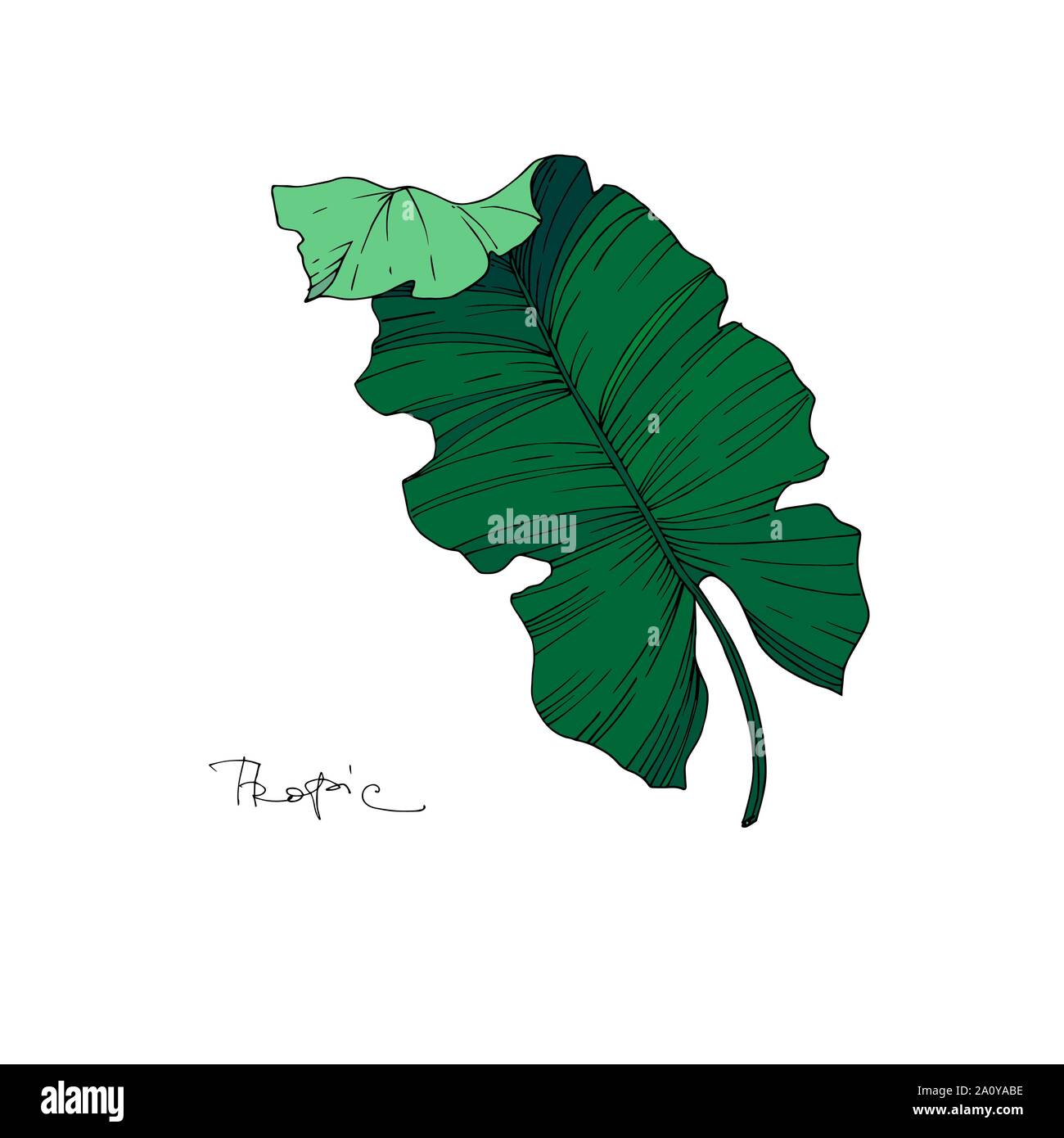 Hawaiian tropical exotique de vecteur de l'été. Palm Beach de feuilles d'arbres jungle botanique. Gravée en noir et blanc L'art d'encre feuilles isolées illustration elemen Illustration de Vecteur