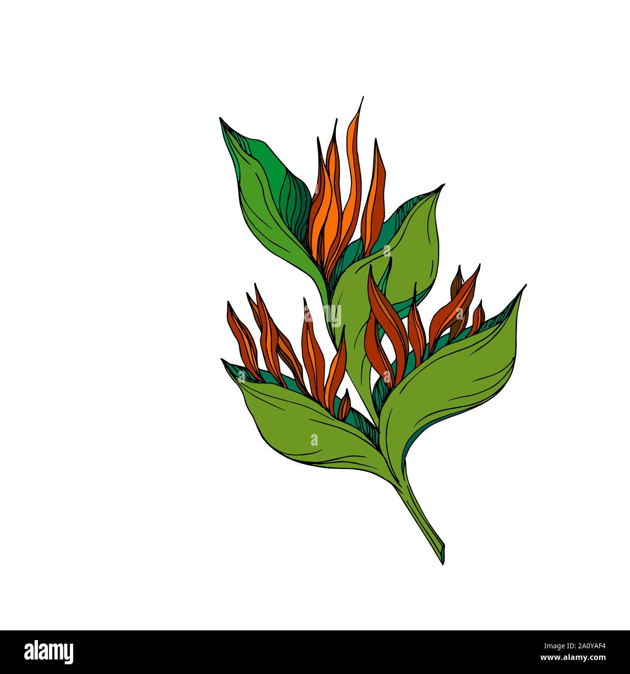 Vector floral fleurs botanique tropicale. Lame de ressort sauvages isolés de fleurs sauvages. L'encre noir et blanc gravé de fleurs élément illustration isolé art. Illustration de Vecteur