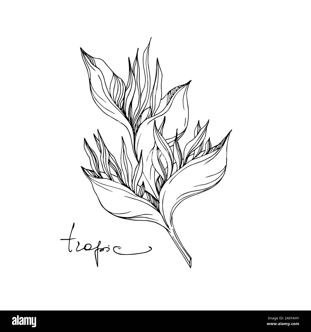 Vector floral fleurs botanique tropicale. Lame de ressort sauvages isolés de fleurs sauvages. L'encre noir et blanc gravé de fleurs élément illustration isolé art. Illustration de Vecteur
