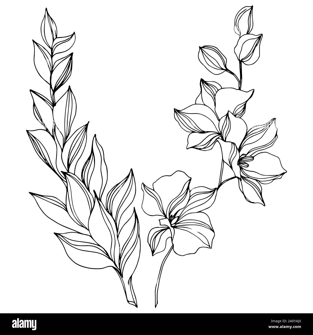 Vector floral fleur botanique tropicale. Hawaiian tropical exotique de l'été. Gravée en noir et blanc L'art de l'encre sur l'élément isolé fleurs illustration w Illustration de Vecteur