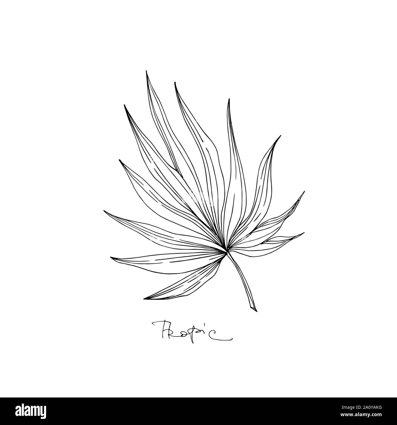 Hawaiian tropical exotique de vecteur de l'été. Palm Beach de feuilles d'arbres jungle botanique. Gravée en noir et blanc L'art d'encre feuilles isolées illustration elemen Illustration de Vecteur