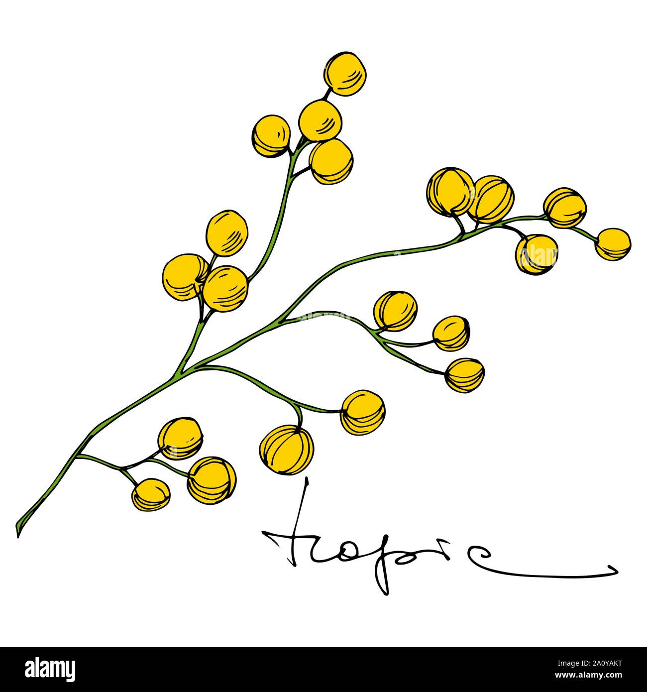 Vector floral fleur botanique tropicale. Hawaiian tropical exotique de l'été. L'art d'encre gravée fleurs isolées de l'élément d'illustration. Illustration de Vecteur