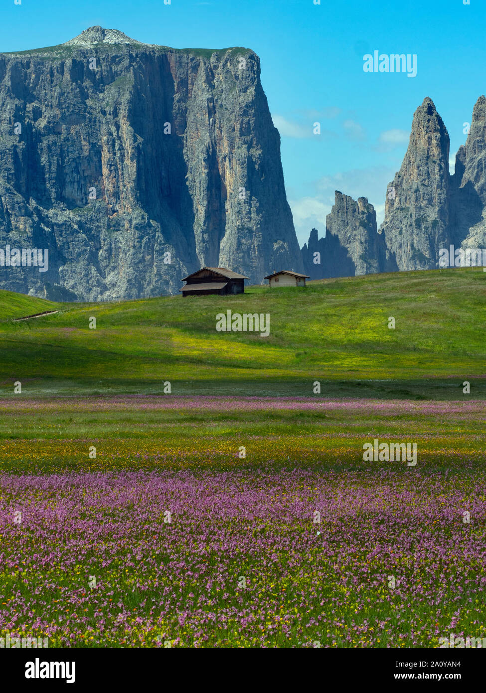 Village Compatsch Alpe di Siusi Dolomites plus grand plateau pré alpin en Europe. Ragged Robin et autres fleurs sauvages et graminées coton Banque D'Images