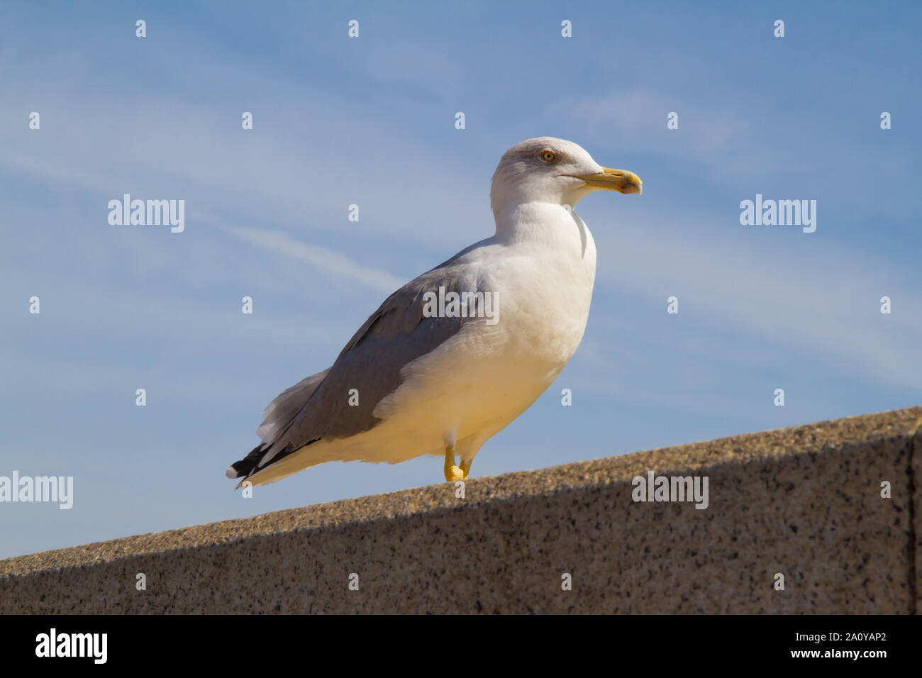 Yellow-legged Gull (Larus michahellis), perché sur un mur Banque D'Images