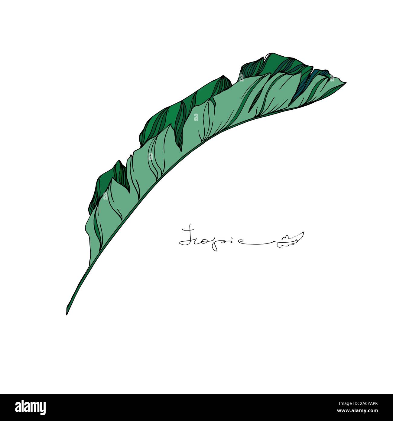 Hawaiian tropical exotique de vecteur de l'été. Palm Beach de feuilles d'arbres jungle botanique. Gravée en noir et blanc L'art d'encre feuilles isolées illustration elemen Illustration de Vecteur