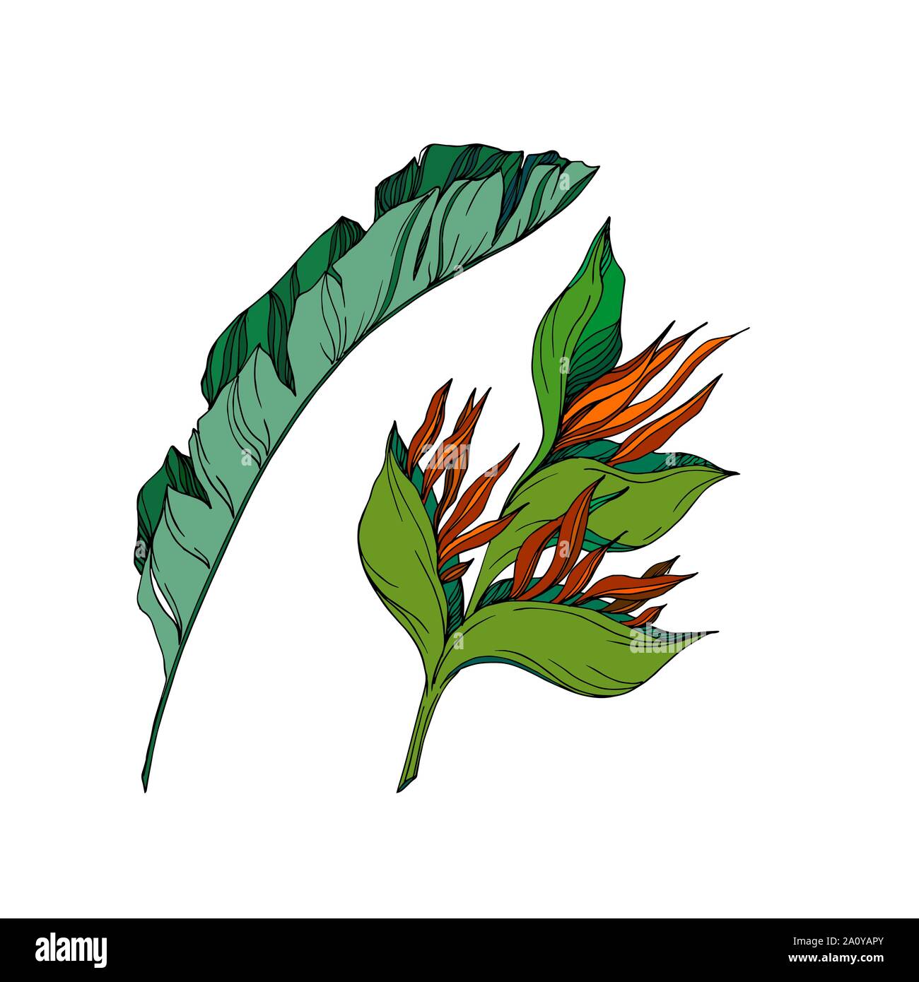 Vector floral fleurs botanique tropicale. Lame de ressort sauvages isolés de fleurs sauvages. L'encre noir et blanc gravé de fleurs élément illustration isolé art. Illustration de Vecteur