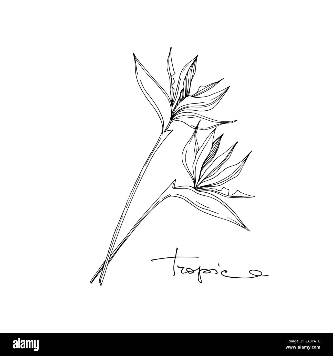 Vector floral fleurs botanique tropicale. Lame de ressort sauvages isolés de fleurs sauvages. L'encre noir et blanc gravé de fleurs élément illustration isolé art. Illustration de Vecteur