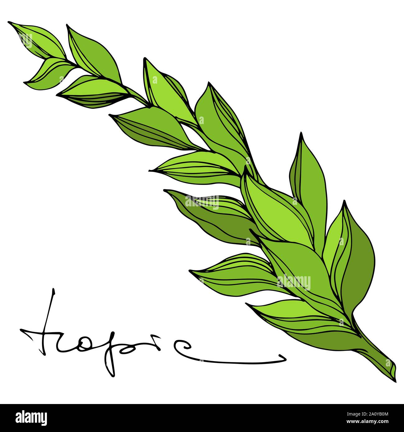 Feuilles de palmier tropical vecteur. Hawaiian tropical exotique de l'été. Palm Beach de feuilles d'arbres jungle botanique. L'art d'encre gravée fleurs illustration isolé Illustration de Vecteur