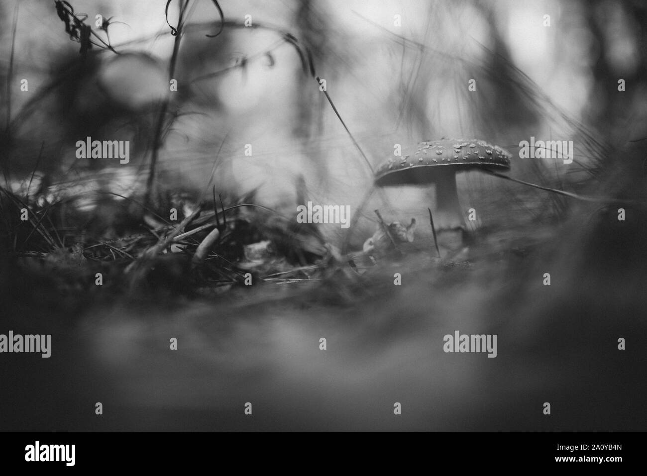 Close-up of a toadstool dans les bois, noir et blanc Banque D'Images
